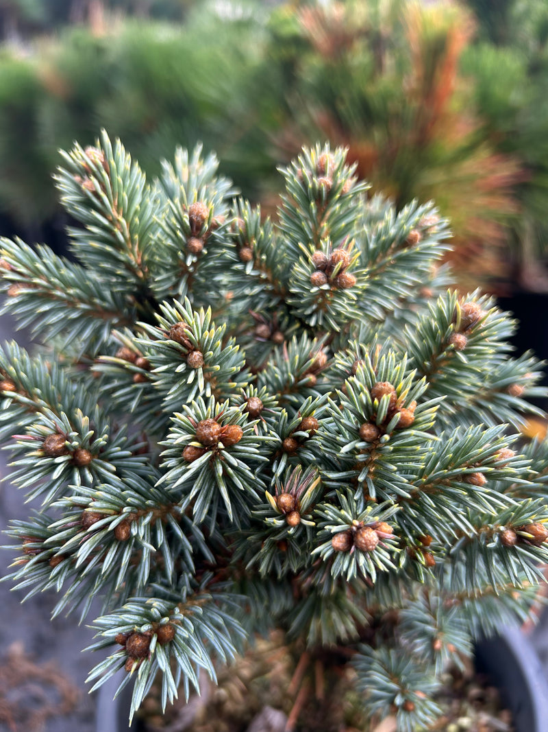 Picea pungens 'Blue Pearl' Miniature Colorado Blue Spruce