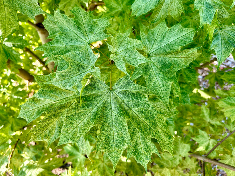 Acer platanoides 'Walderseei' Variegated Norway Maple