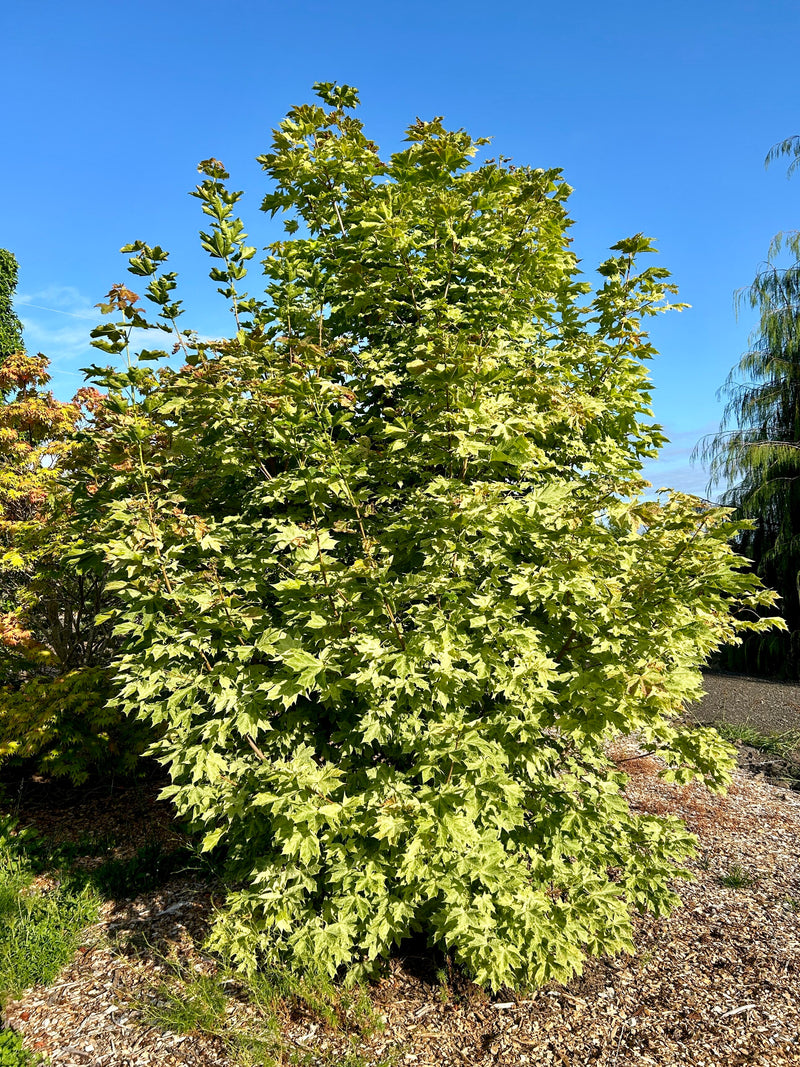 Acer platanoides 'Walderseei' Variegated Norway Maple