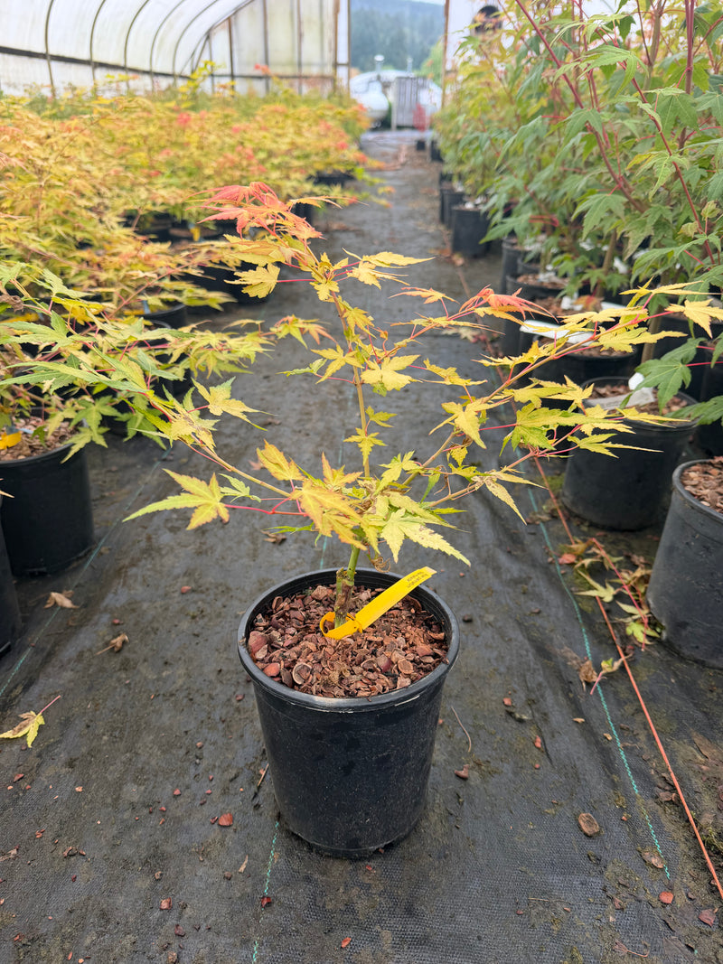 Acer palmatum 'Marmalade' Japanese Maple