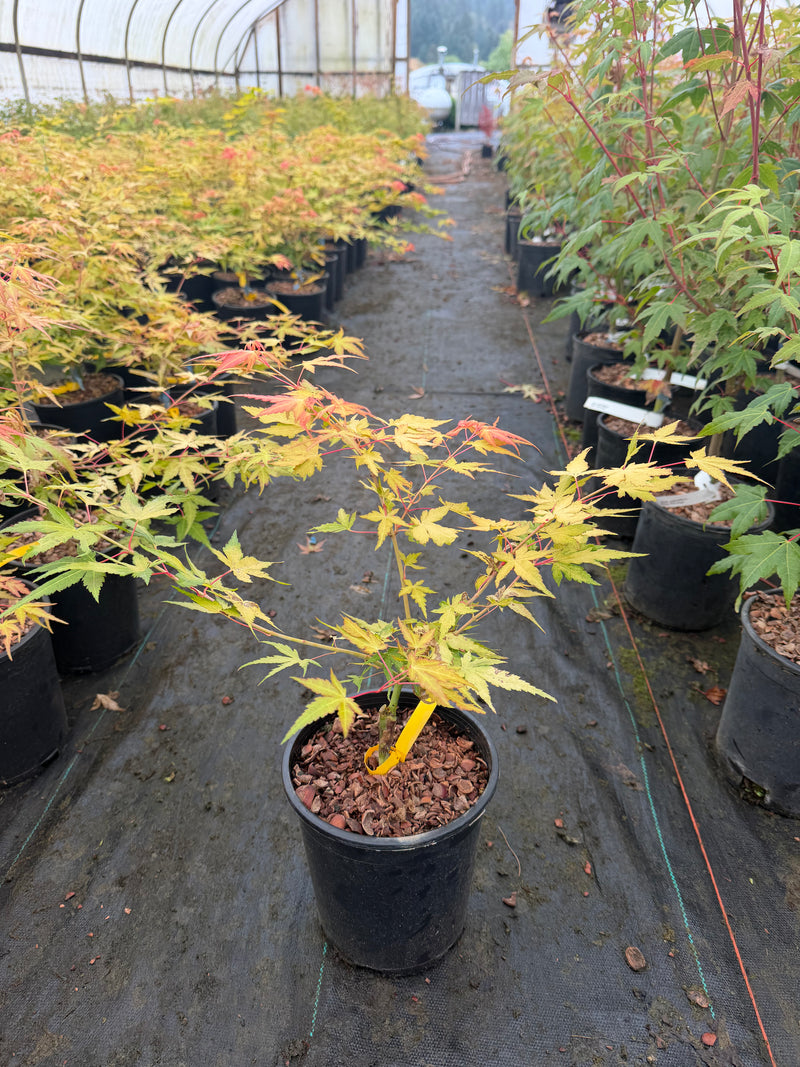 Acer palmatum 'Marmalade' Japanese Maple