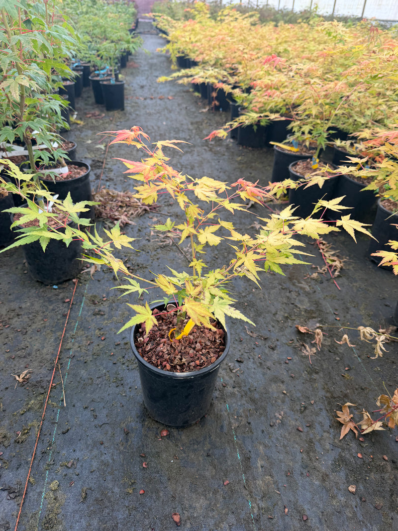 Acer palmatum 'Marmalade' Japanese Maple