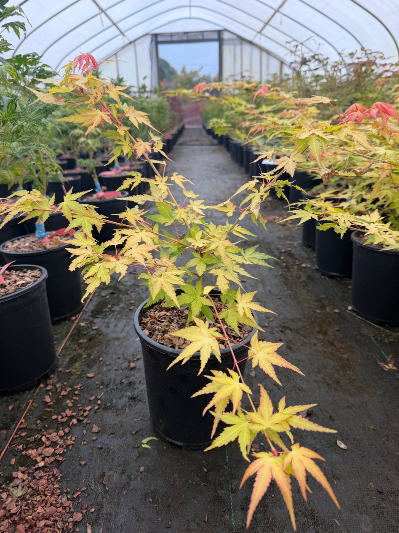 Acer palmatum 'Marmalade' Japanese Maple