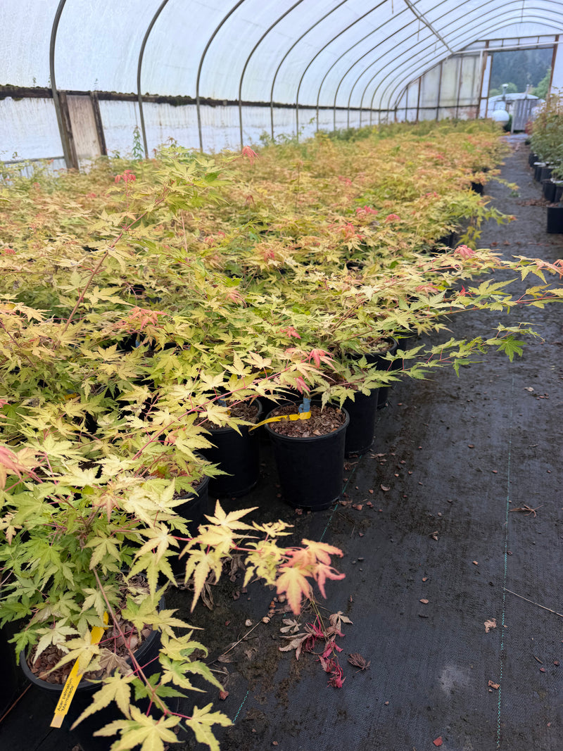 Acer palmatum 'Marmalade' Japanese Maple