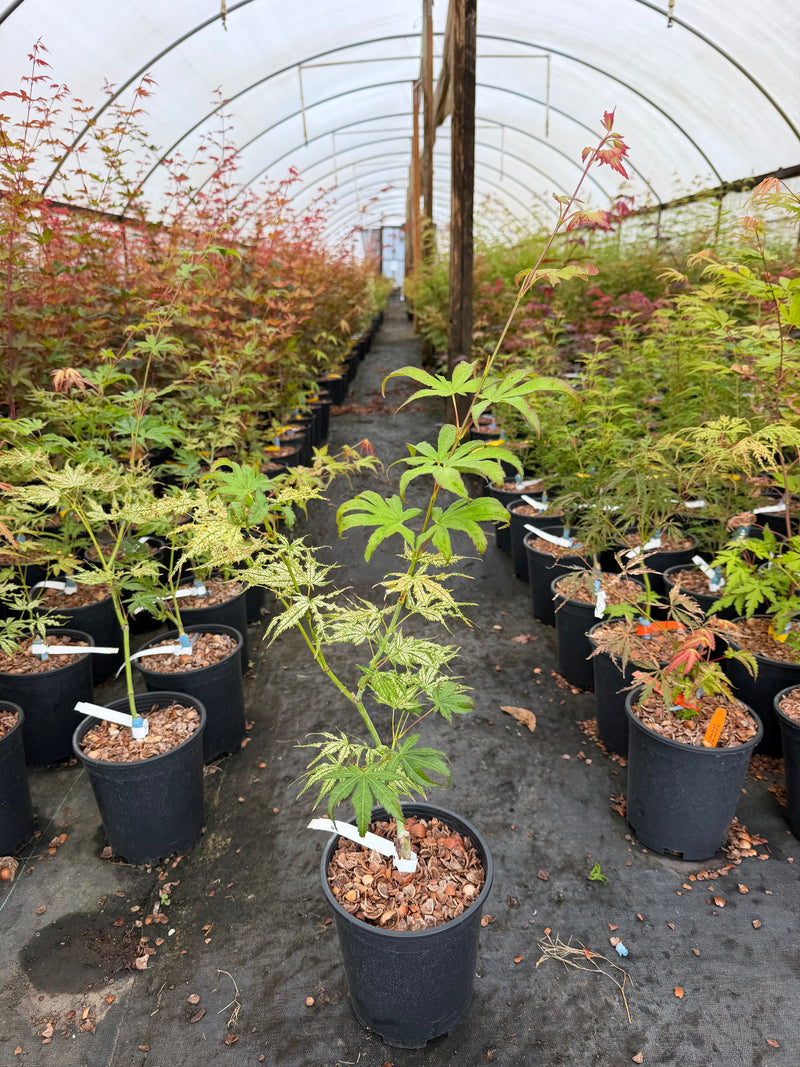 Acer palmatum 'First Ghost' Japanese Maple