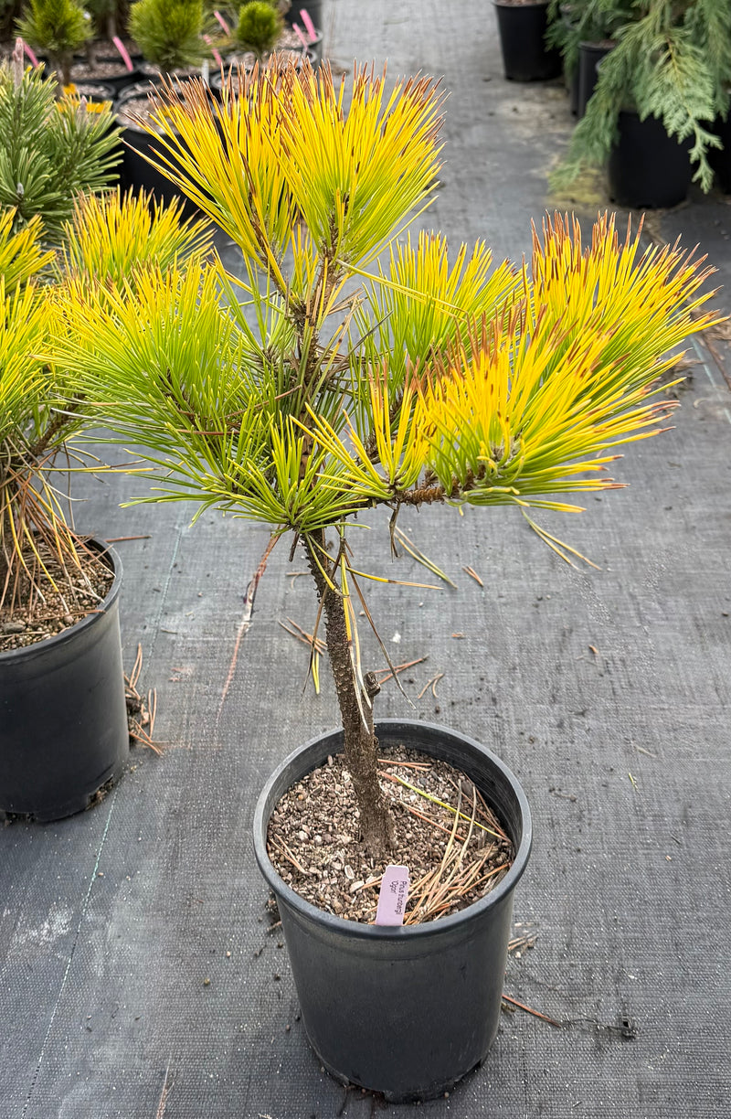 Pinus thunbergii 'Ogon' Golden Japanese Black Pine Tree