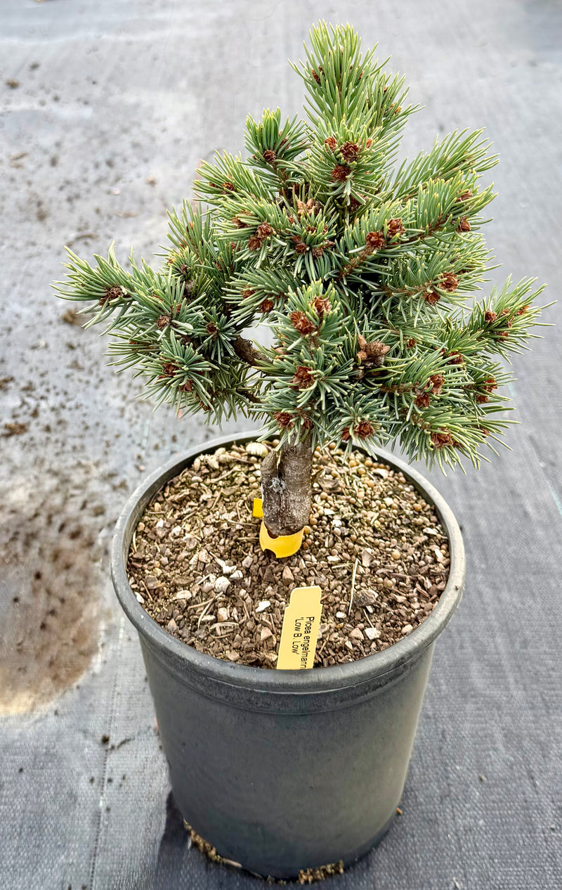 Picea engelmannii 'Low B. Low' Low B. Low Engelmann Spruce