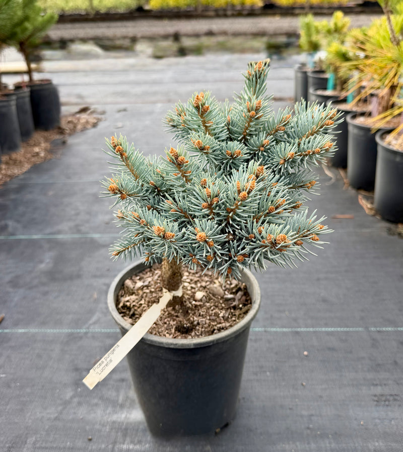 Picea pungens 'Lucretia' Dwarf Blue Spruce