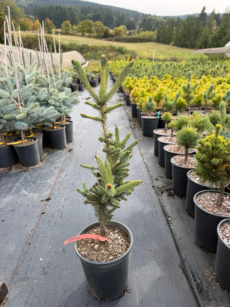 Picea mariana 'Horstmann's Dwarf' Dwarf Black Spruce