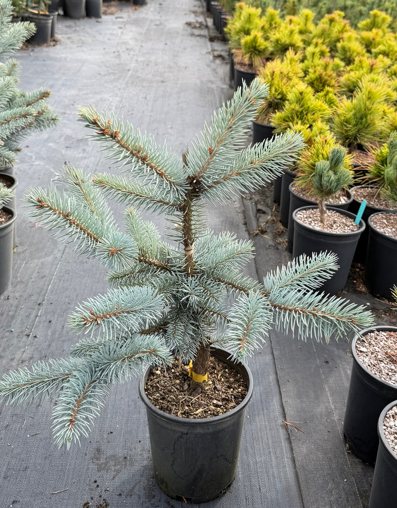 Picea pungens 'Continental' Colorado Spruce