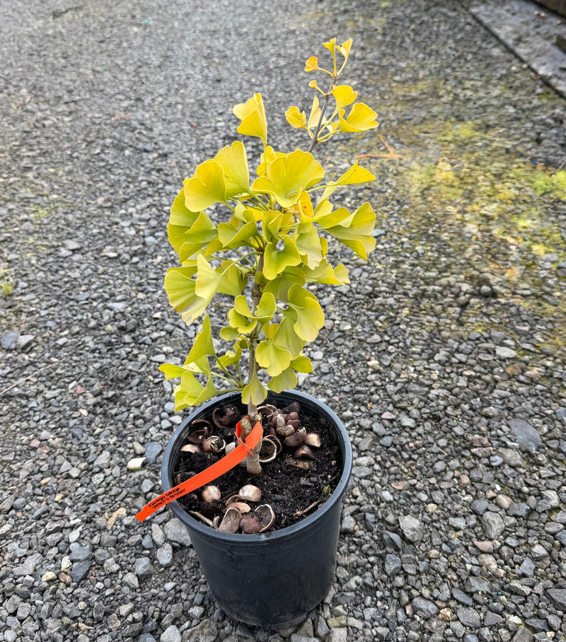 Ginkgo biloba 'Witch's Broom' WB Dwarf Ginkgo Tree