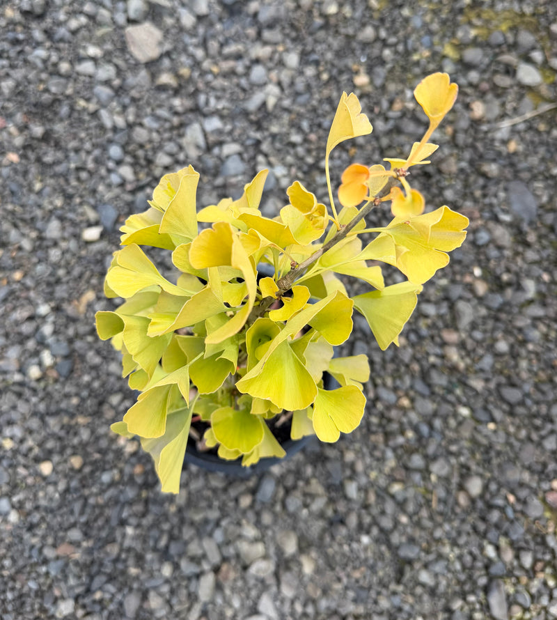 Ginkgo biloba 'Witch's Broom' WB Dwarf Ginkgo Tree