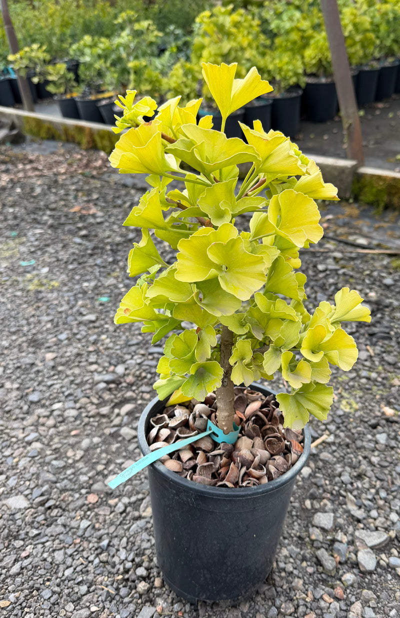 Ginkgo biloba 'Troll' Dwarf Ginkgo Tree