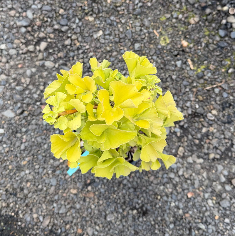 Ginkgo biloba 'Troll' Dwarf Ginkgo Tree