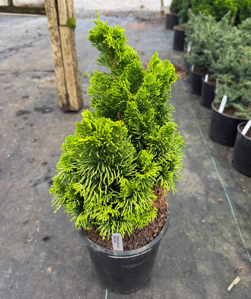 Chamaecyparis obtusa 'Nana lutea' Dwarf Hinoki Cypress