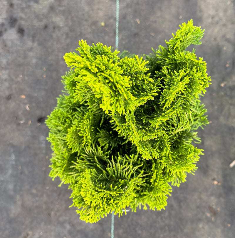 Chamaecyparis obtusa 'Nana lutea' Dwarf Hinoki Cypress