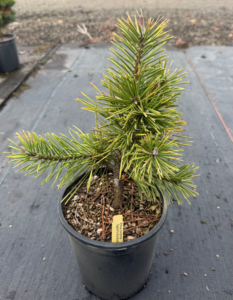 Pinus contorta 'Taylor's Sunburst' Lodgepole Pine