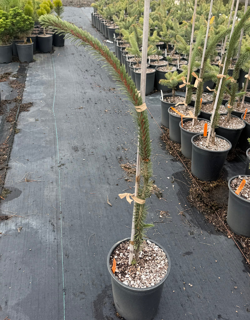 Picea abies 'JN Snake Branch Select' JN Snake Branch Select Norway Spruce