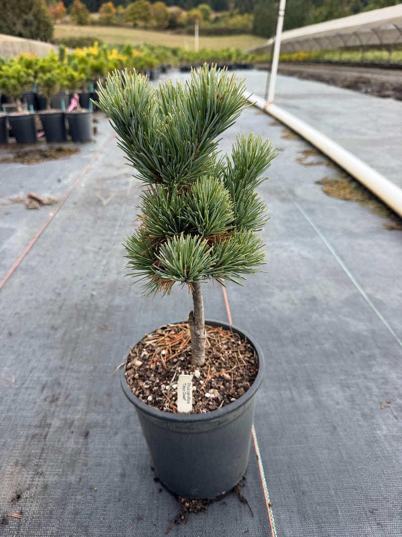 Pinus parviflora 'Tokyo Dwarf' Dwarf White Pine