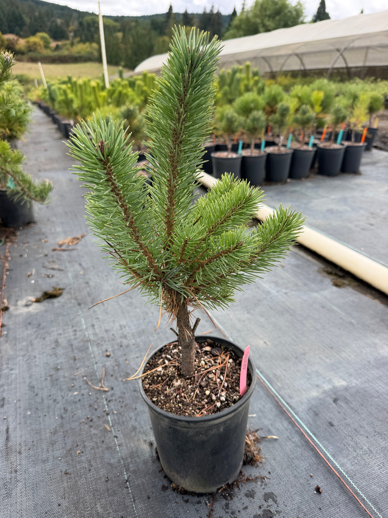 Pinus sylvestris 'Glauca Nana' Dwarf Blue Scot's Pine