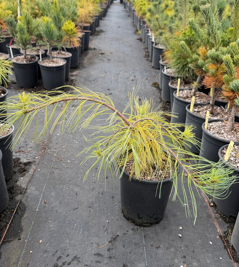 Pinus strobus 'Angel Falls' Weeping White Pine