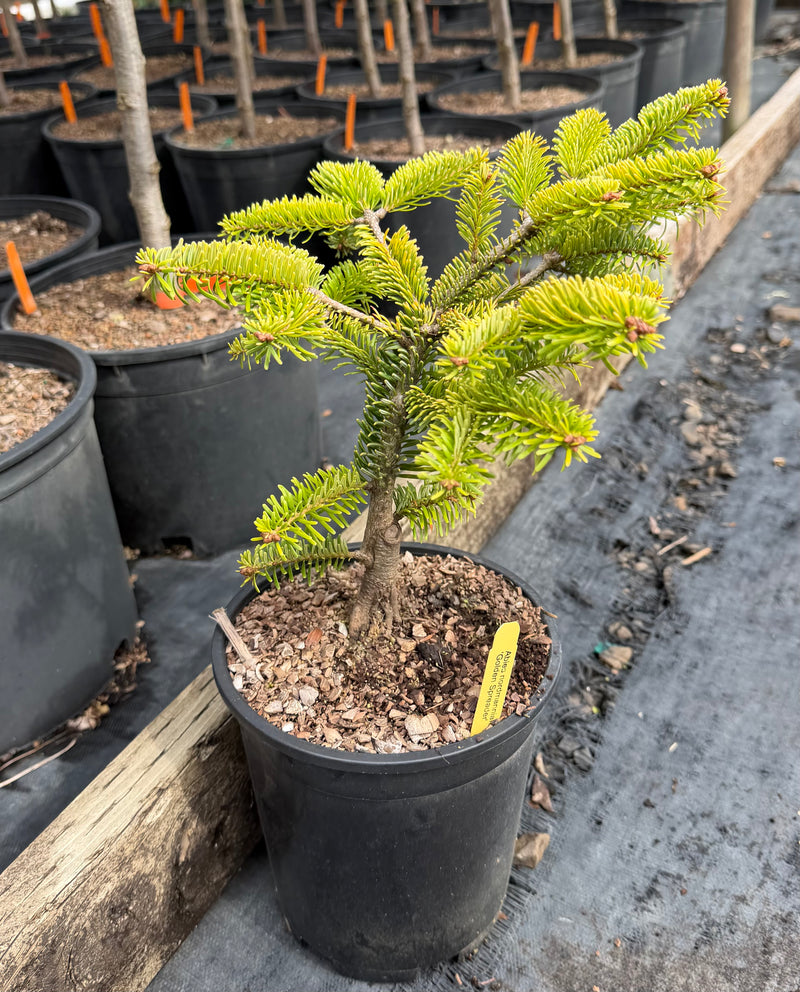 Abies nordmaniana 'Golden Spreader' Golden Nordmann Fir