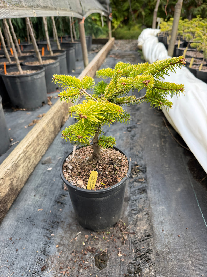 Abies nordmaniana 'Golden Spreader' Golden Nordmann Fir