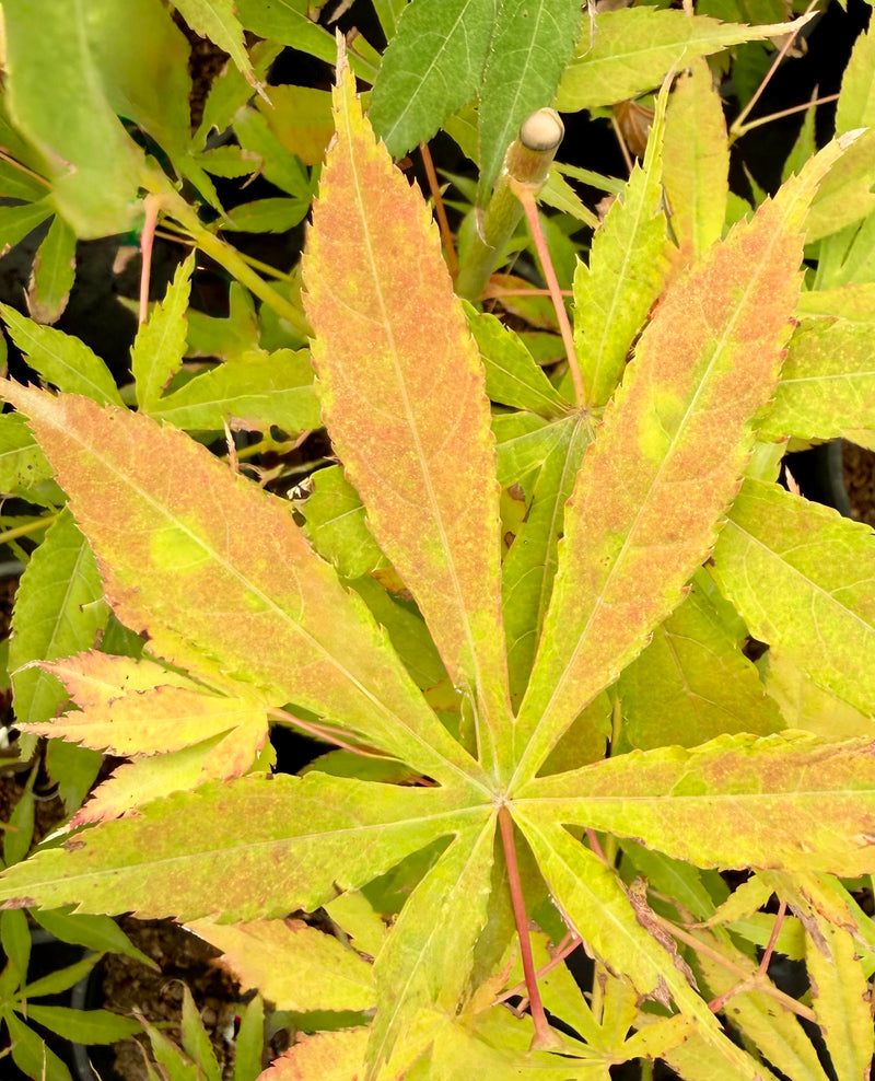 Acer palmatum 'Verkade's Wintergold' Green Bark Japanese Maple