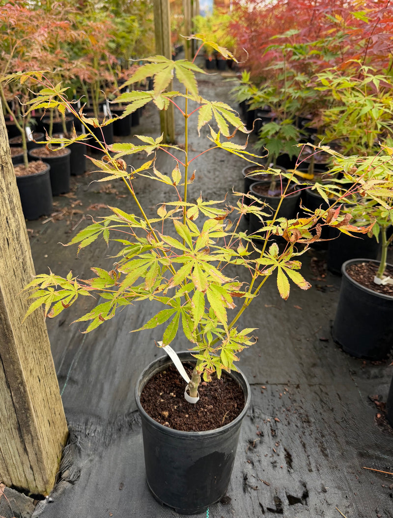 Acer palmatum 'Verkade's Wintergold' Green Bark Japanese Maple