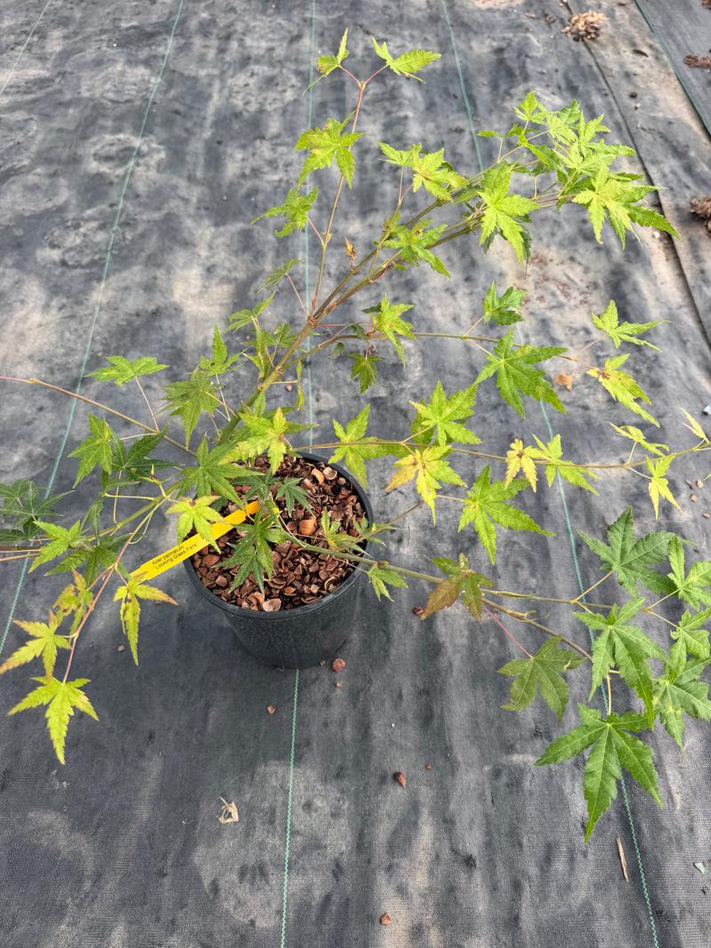 Acer palmatum 'Looking Glass Falls' Weeping Japanese Maple
