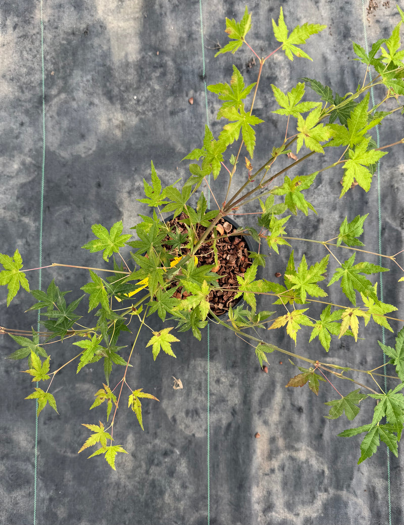 Acer palmatum 'Looking Glass Falls' Weeping Japanese Maple