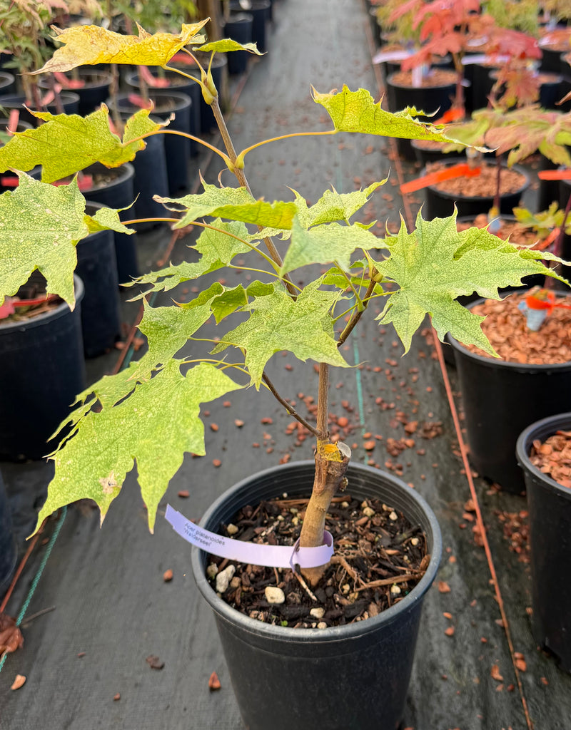 Acer platanoides 'Walderseei' Variegated Norway Maple