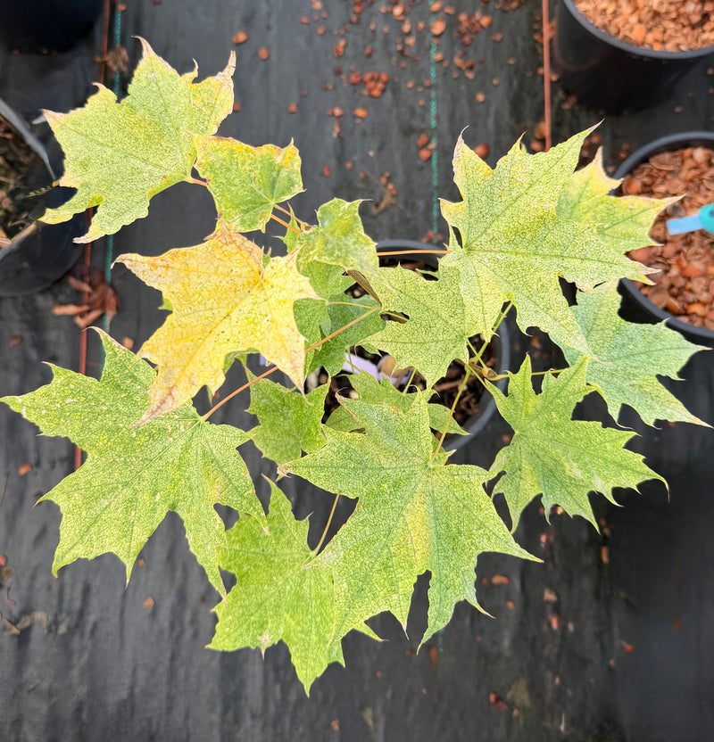 Acer platanoides 'Walderseei' Variegated Norway Maple