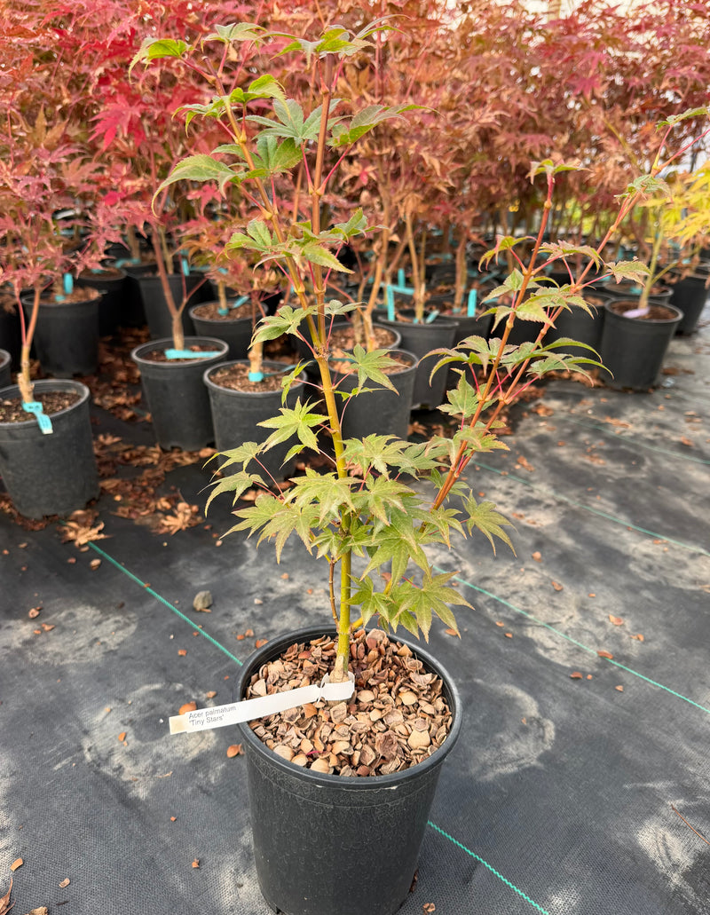 Acer palmatum 'Tiny Stars' Japanese Maple