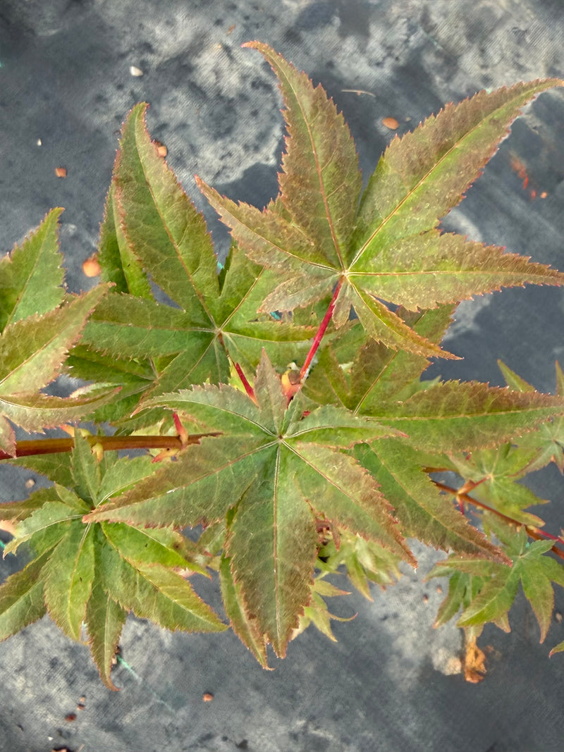 Acer palmatum 'Tiny Stars' Japanese Maple