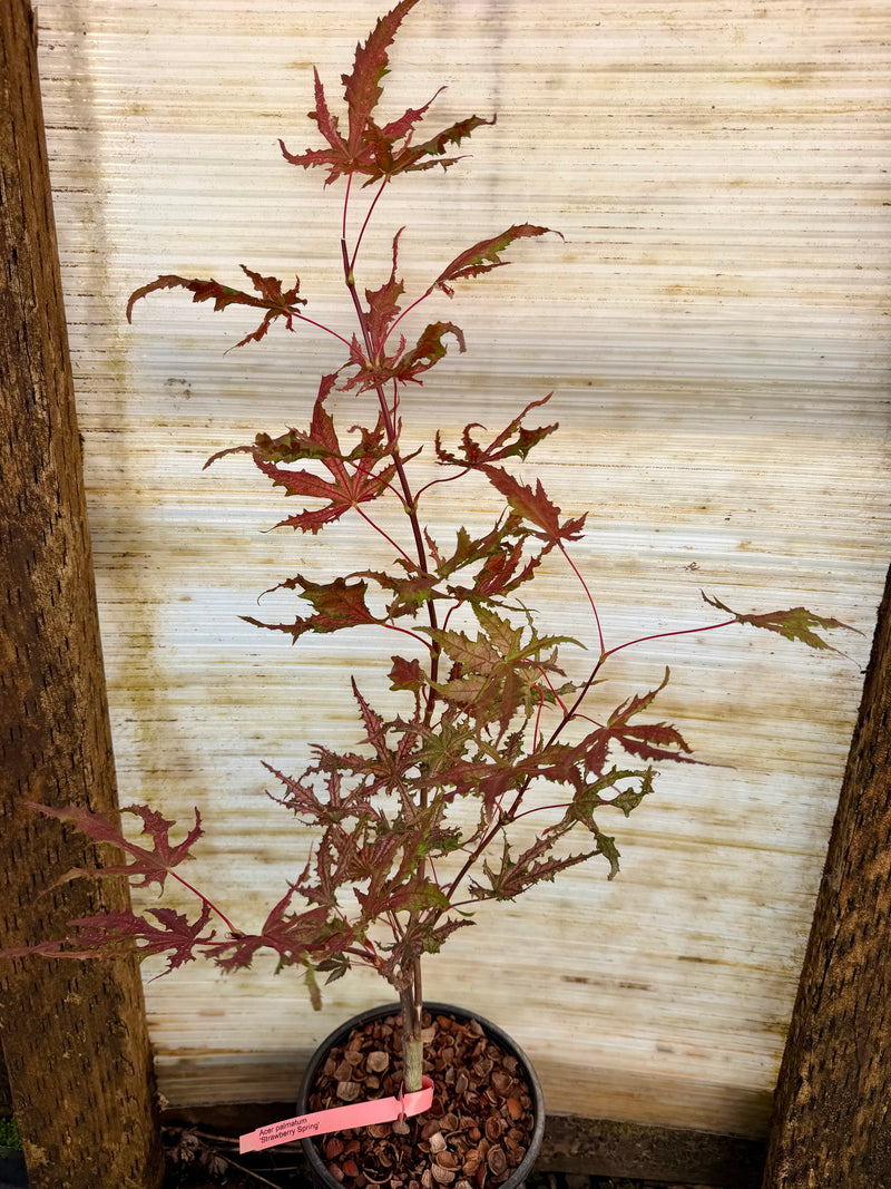 Acer palmatum 'Strawberry Spring' Reticulated Japanese Maple