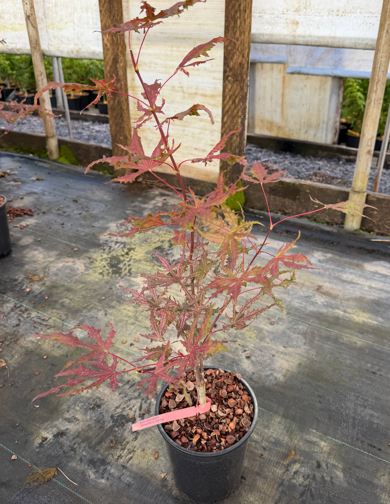 Acer palmatum 'Strawberry Spring' Reticulated Japanese Maple