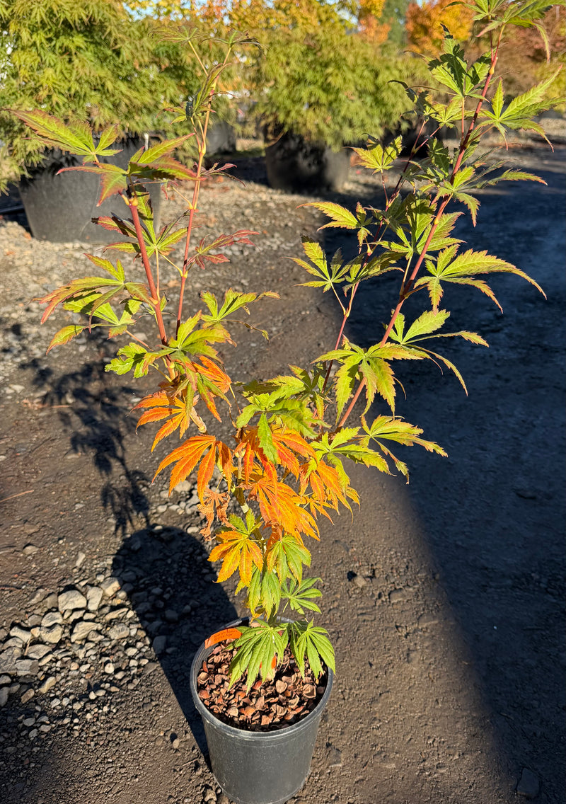 Acer shirasawanum 'Bronze Age' Japanese Maple