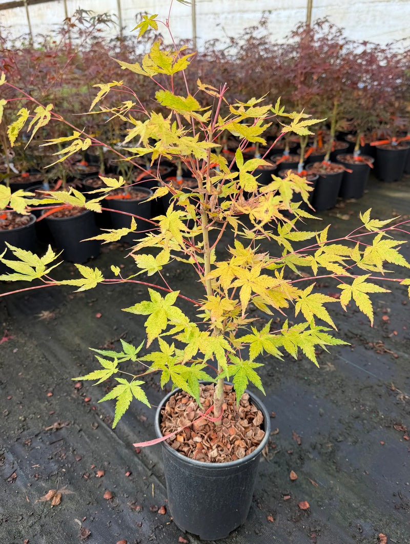 Acer palmatum 'Sir Damon' Japanese Maple