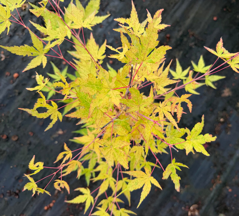 Acer palmatum 'Sir Damon' Japanese Maple