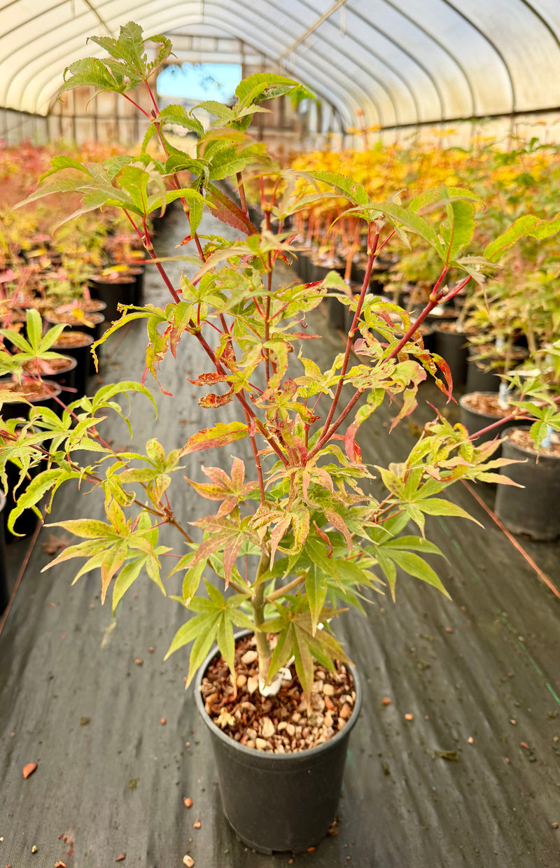 Acer palmatum 'Ukigumo' Floating Clouds Japanese Maple