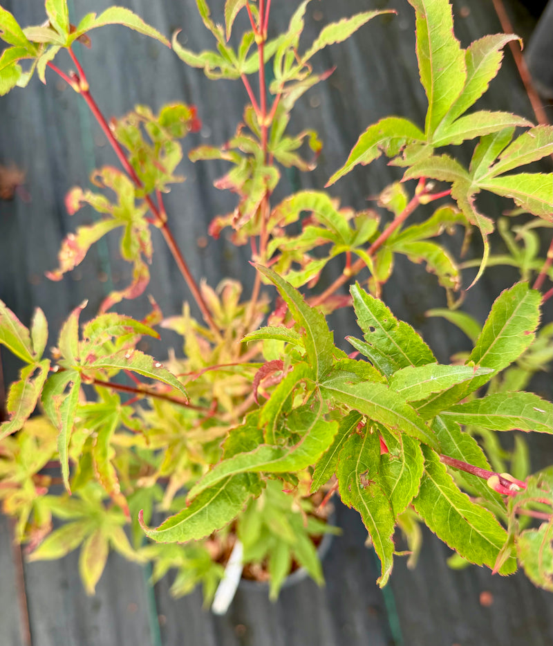 Acer palmatum 'Ukigumo' Floating Clouds Japanese Maple