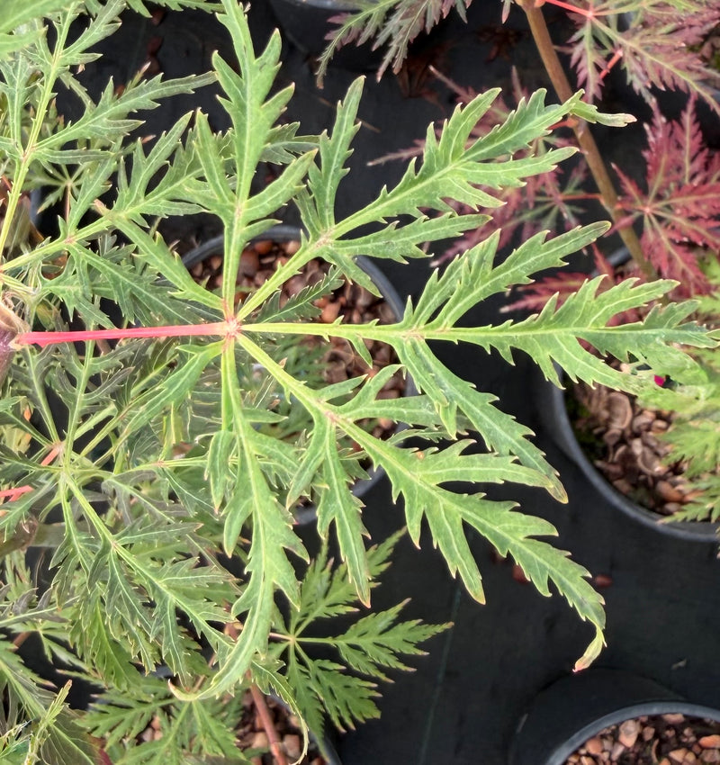 Acer palmatum 'Humpty Dumpty' Japanese Maple