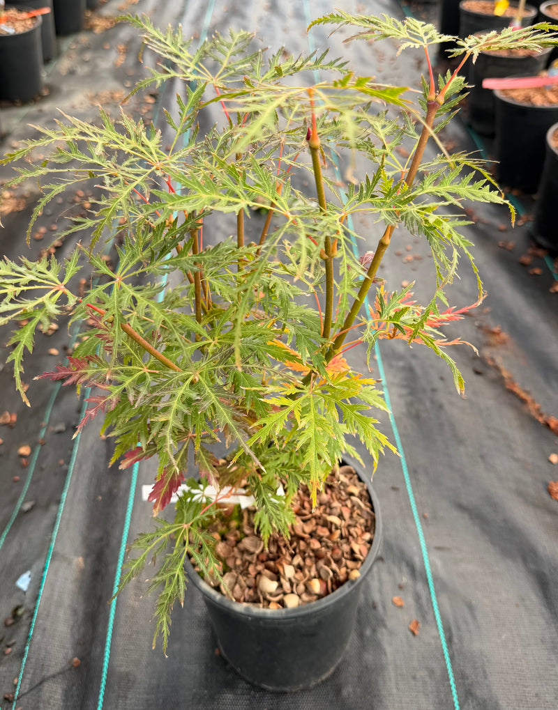 Acer palmatum 'Humpty Dumpty' Japanese Maple