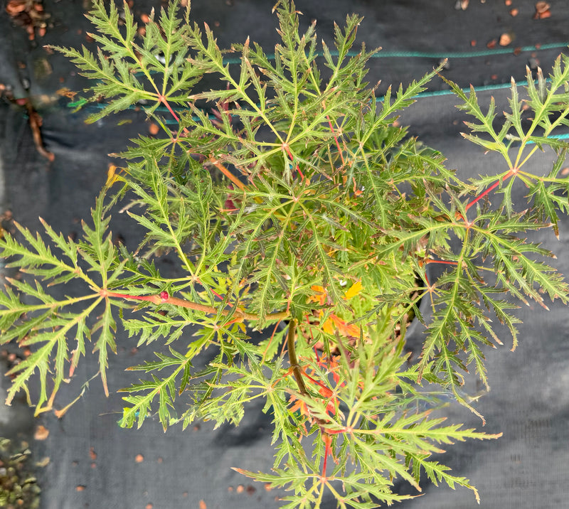 Acer palmatum 'Humpty Dumpty' Japanese Maple