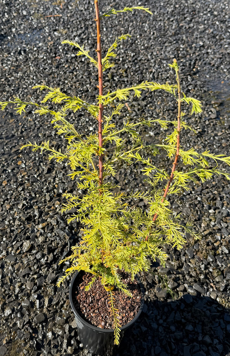 Metasequoia glyptostroboides 'Little Creamy' Variegated Dawn Redwood