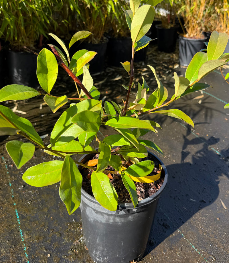 Michelia x 'MICJUR1' PP#21873 Fairy Magnolia® Blush Hybrid Magnolia