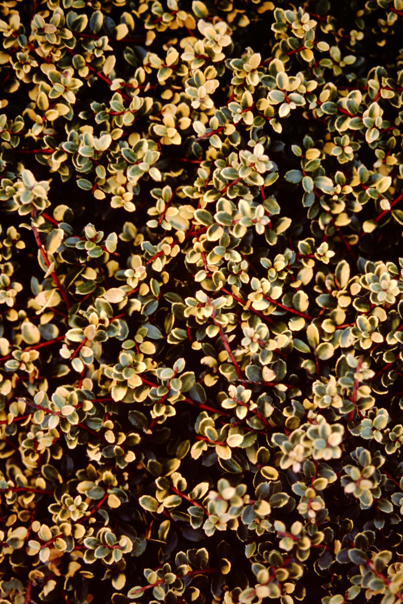 Ilex crenata 'Lemon Gem' Japanese Holly