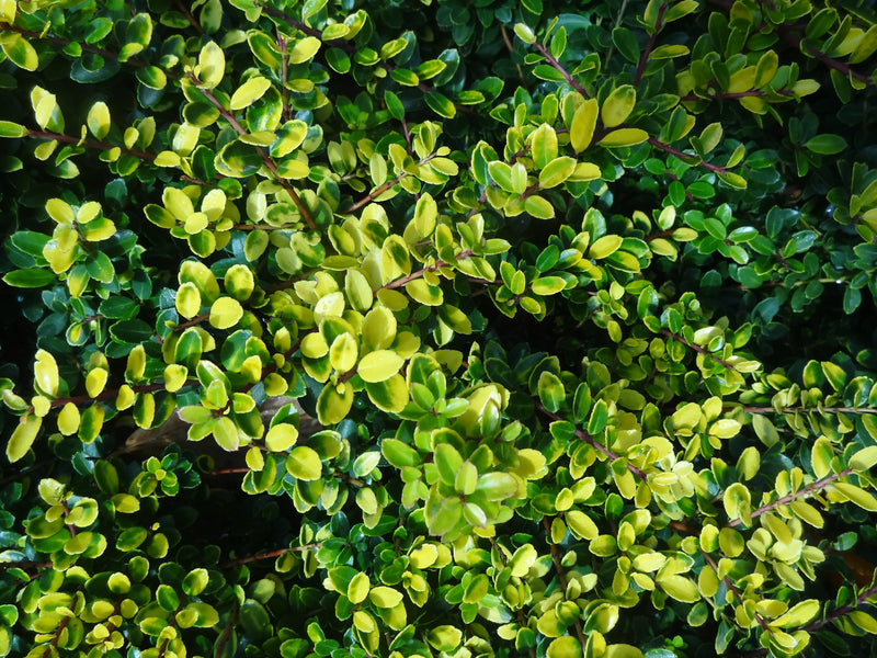 Ilex crenata 'Lemon Gem' Japanese Holly