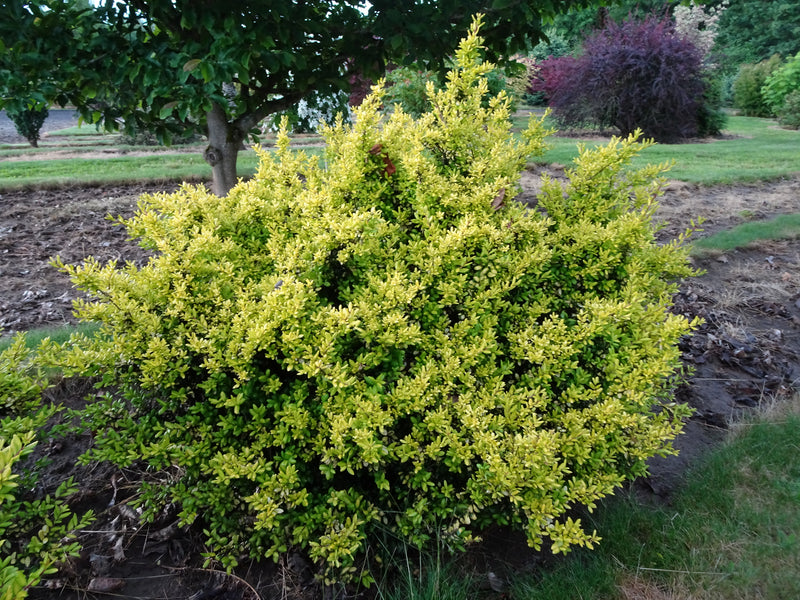 Ilex crenata 'Lemon Gem' Japanese Holly